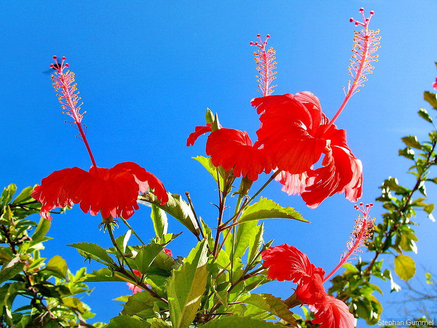 Hibiskus