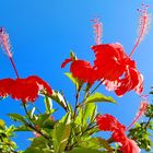 Hibiskus