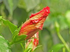 Hibiskus