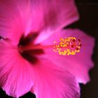 Hibiskus