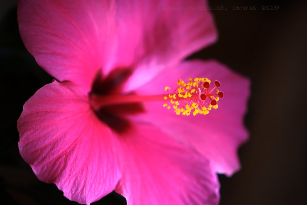 Hibiskus