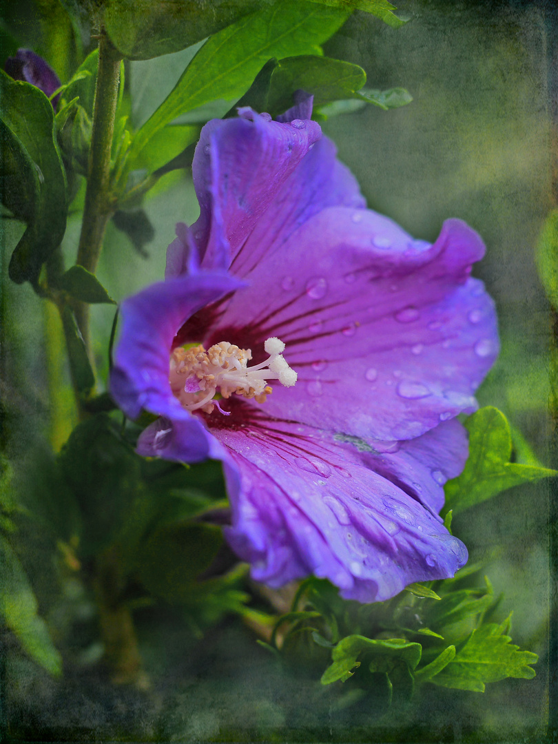 Hibiskus