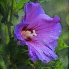 Hibiskus