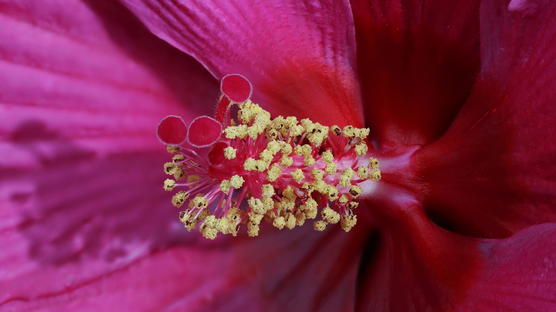 Hibiskus