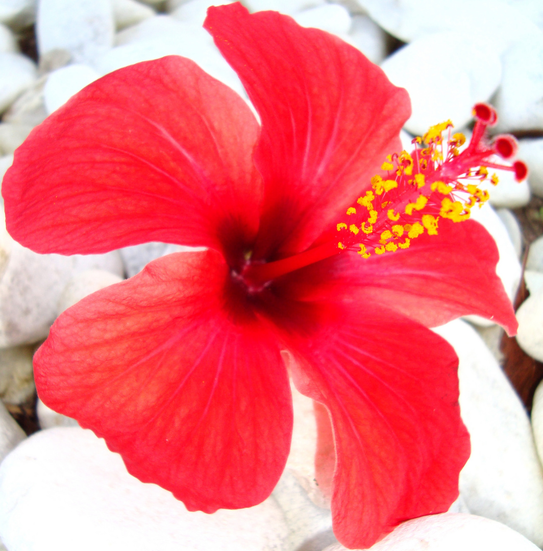 Hibiskus