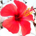 Hibiskus