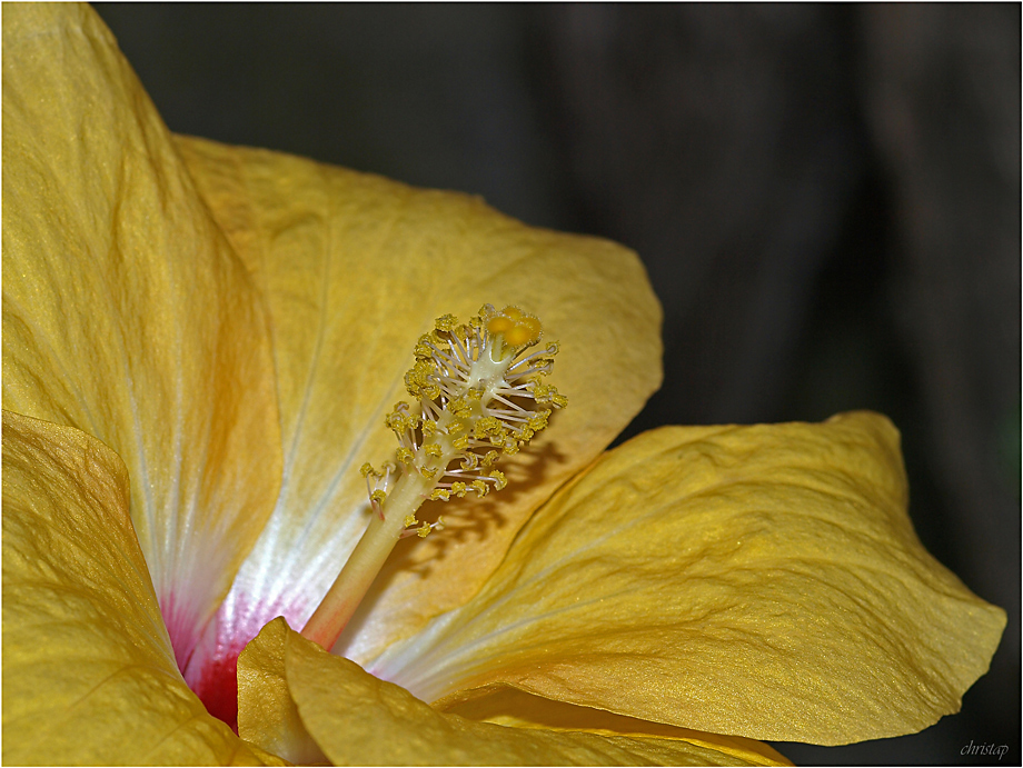 Hibiskus