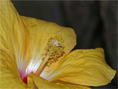 Hibiskus