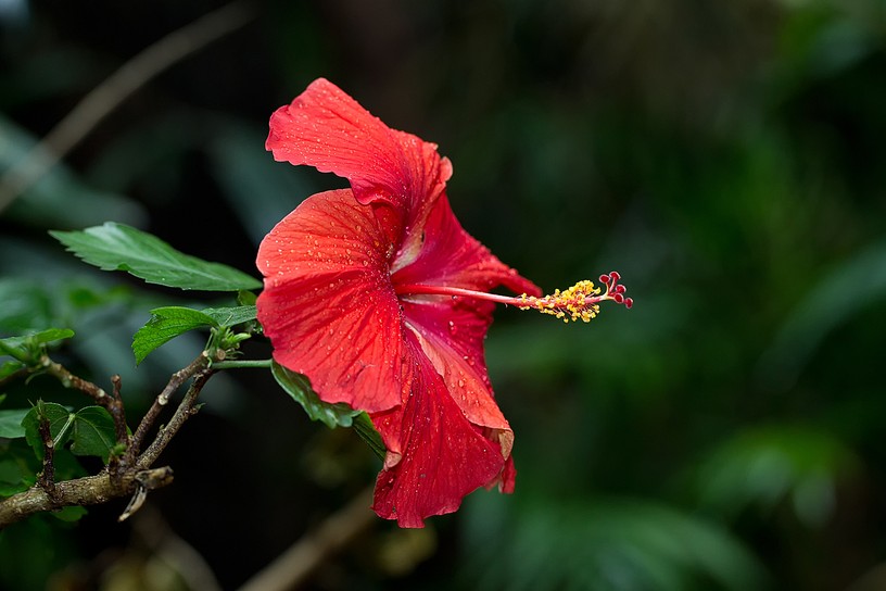 Hibiskus