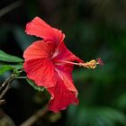 Hibiskus