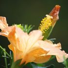 Hibiskus