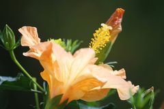 Hibiskus