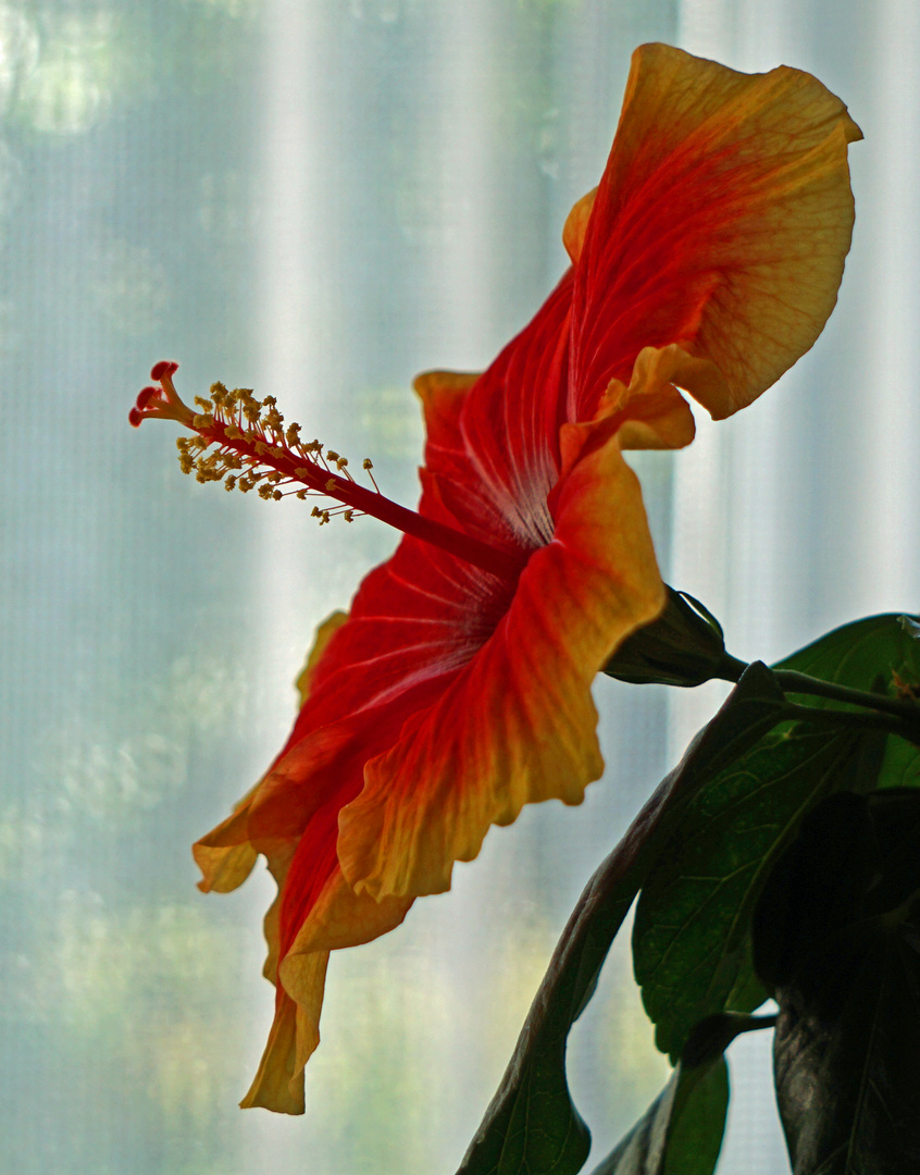 Hibiskus