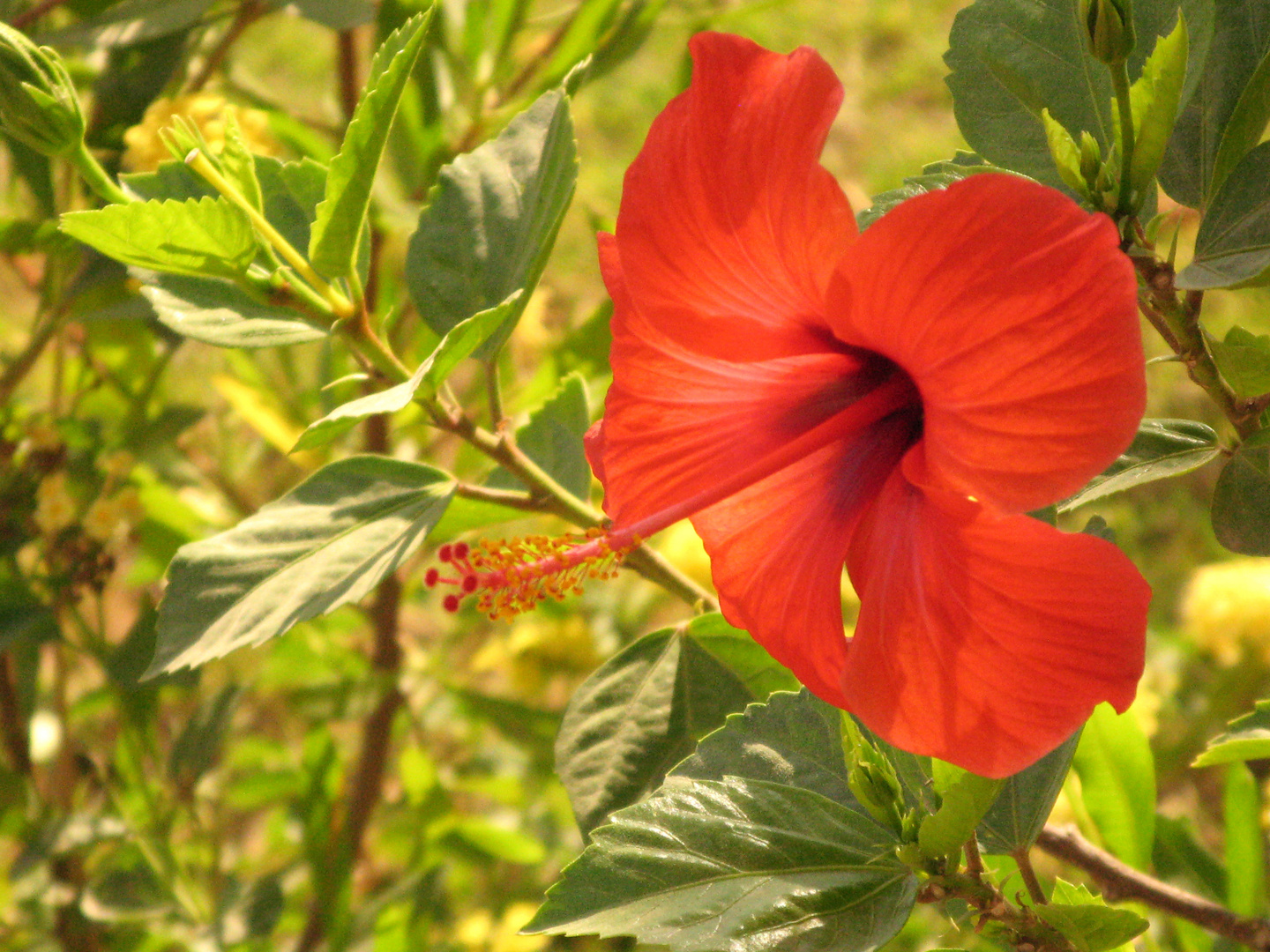 Hibiskus