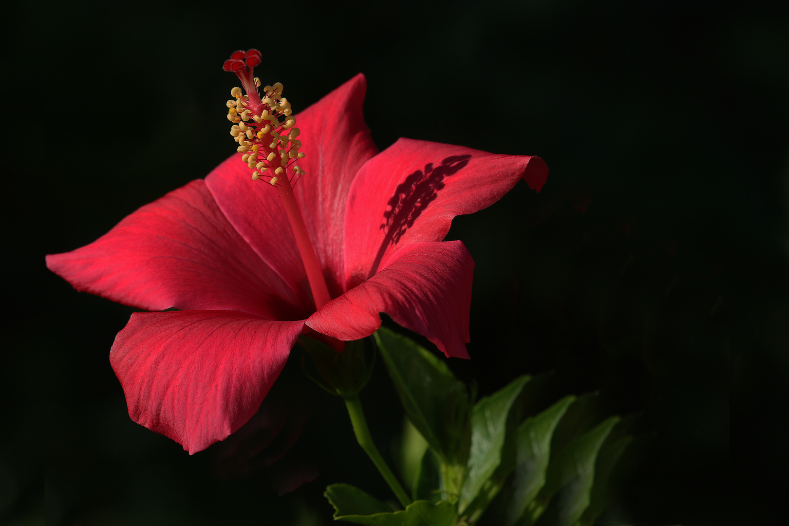 Hibiskus