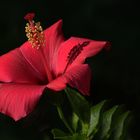 Hibiskus