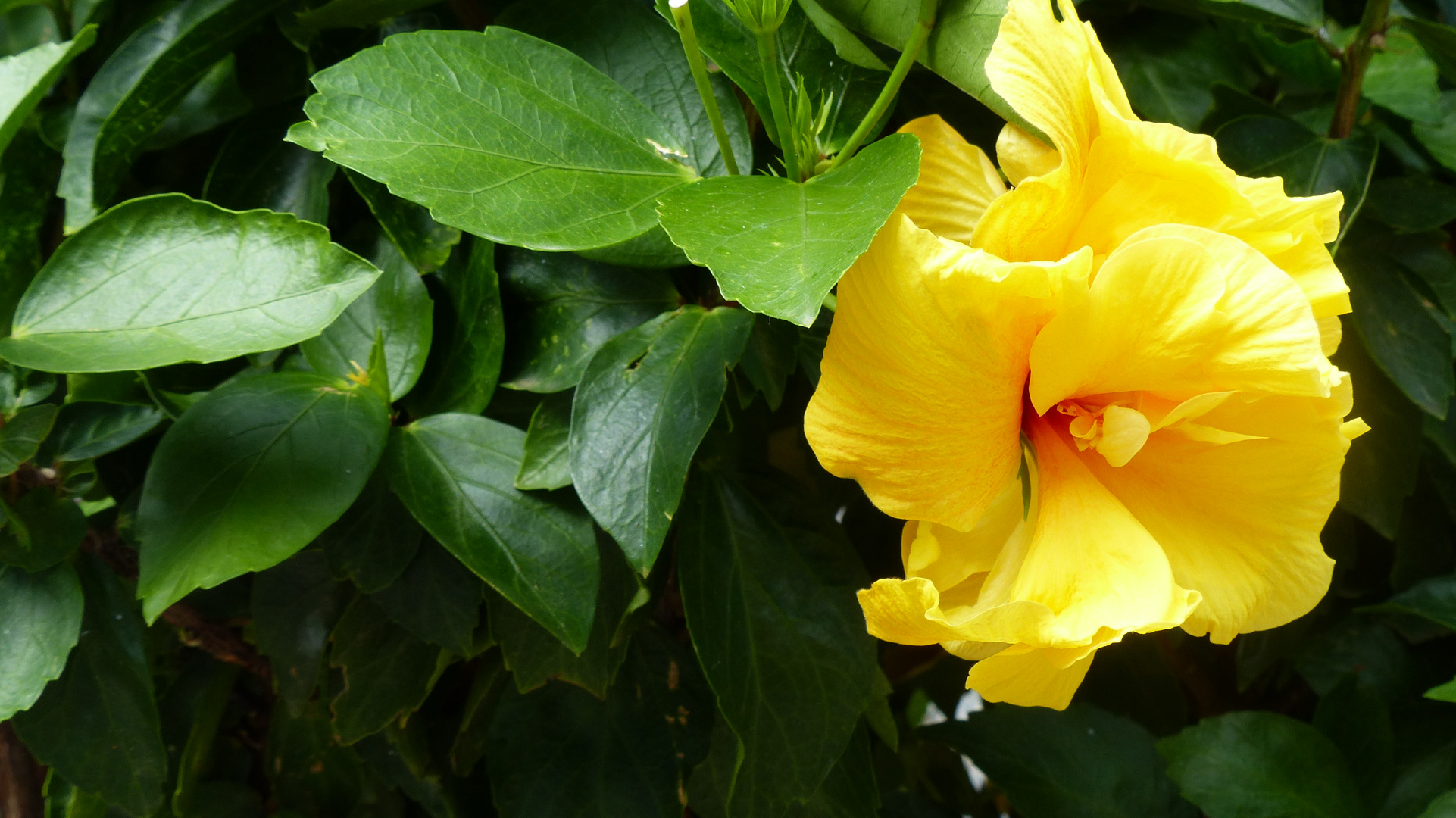 Hibiskus