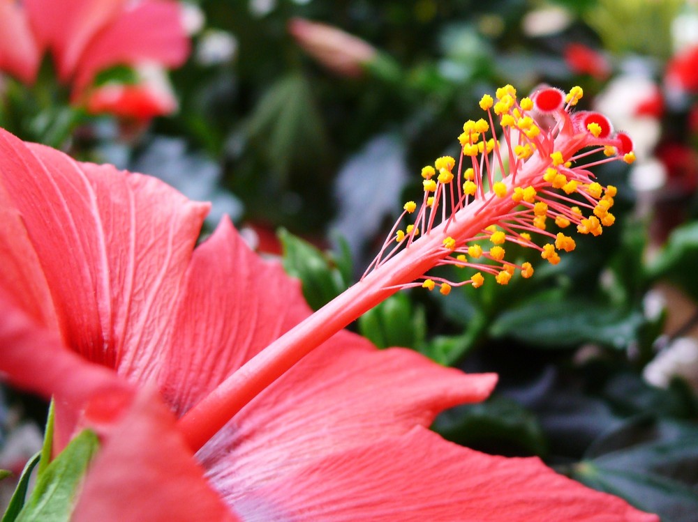 Hibiskus