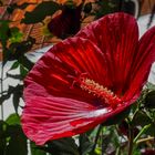 Hibiskus