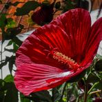 Hibiskus