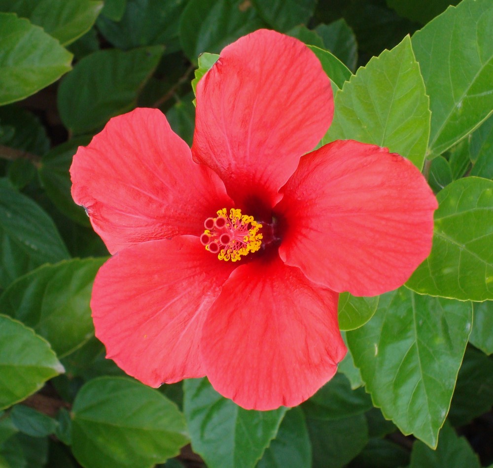 Hibiskus