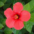 Hibiskus