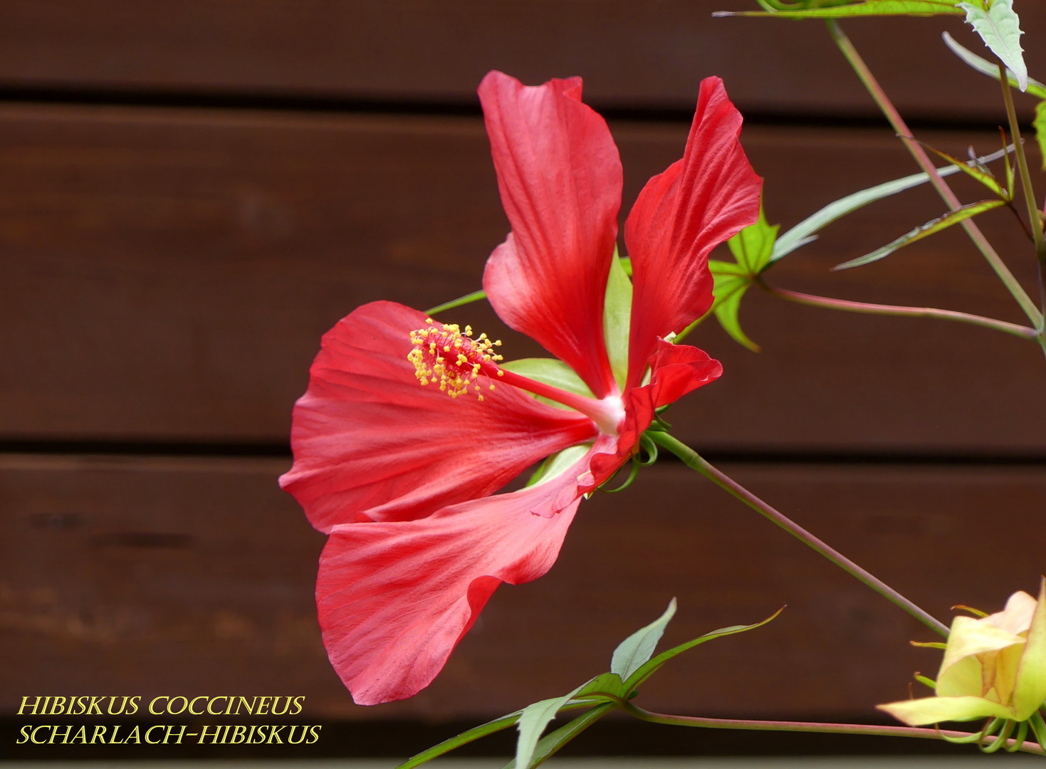 Hibiskus