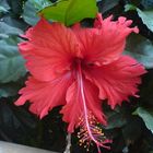 Hibiskus