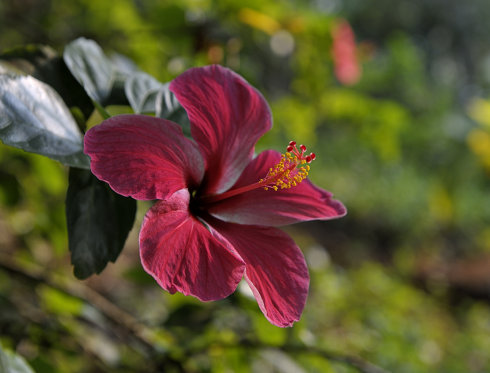 Hibiskus