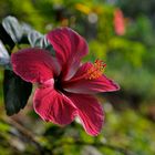 Hibiskus