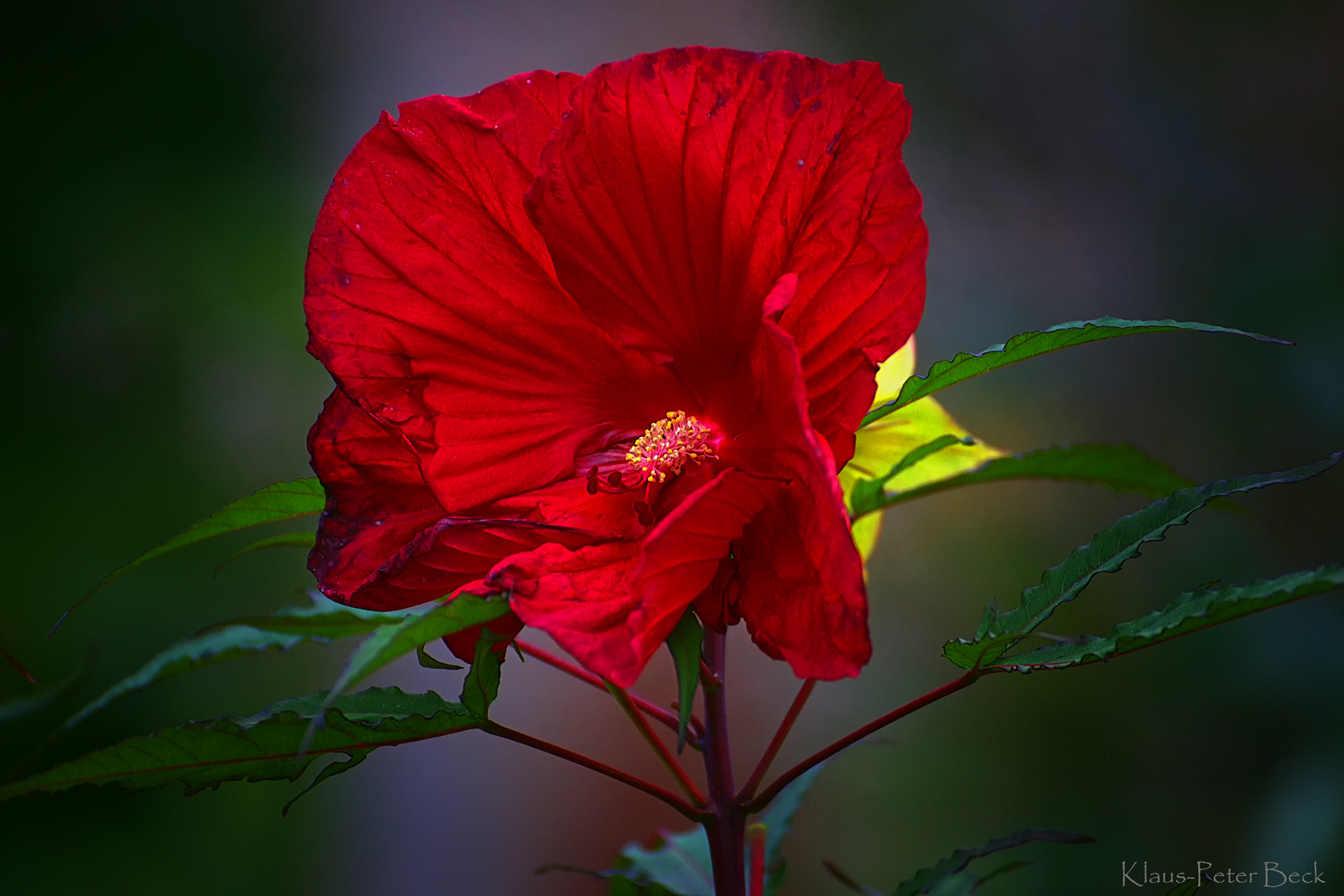 Hibiskus