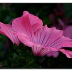 Hibiskus