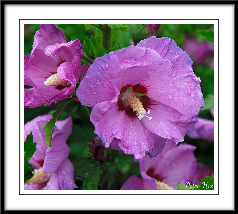 Hibiskus