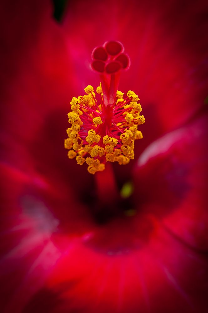 Hibiskus