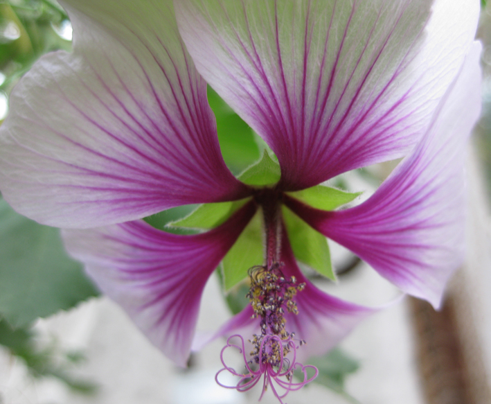 Hibiskus