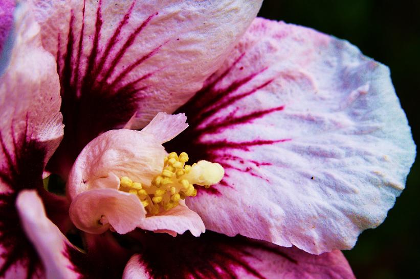 Hibiskus