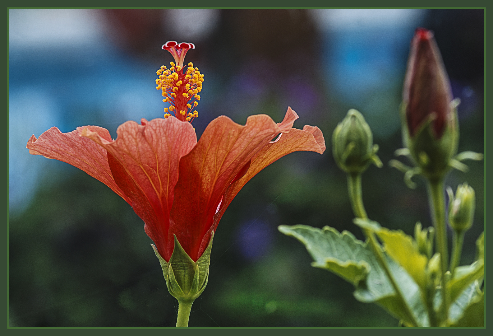 Hibiskus