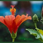 Hibiskus