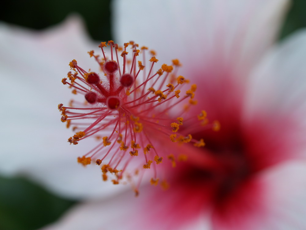 Hibiskus