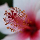 Hibiskus