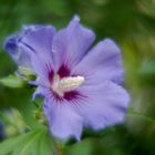 Hibiskus