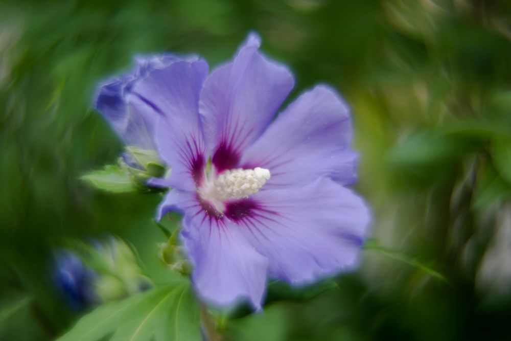 Hibiskus