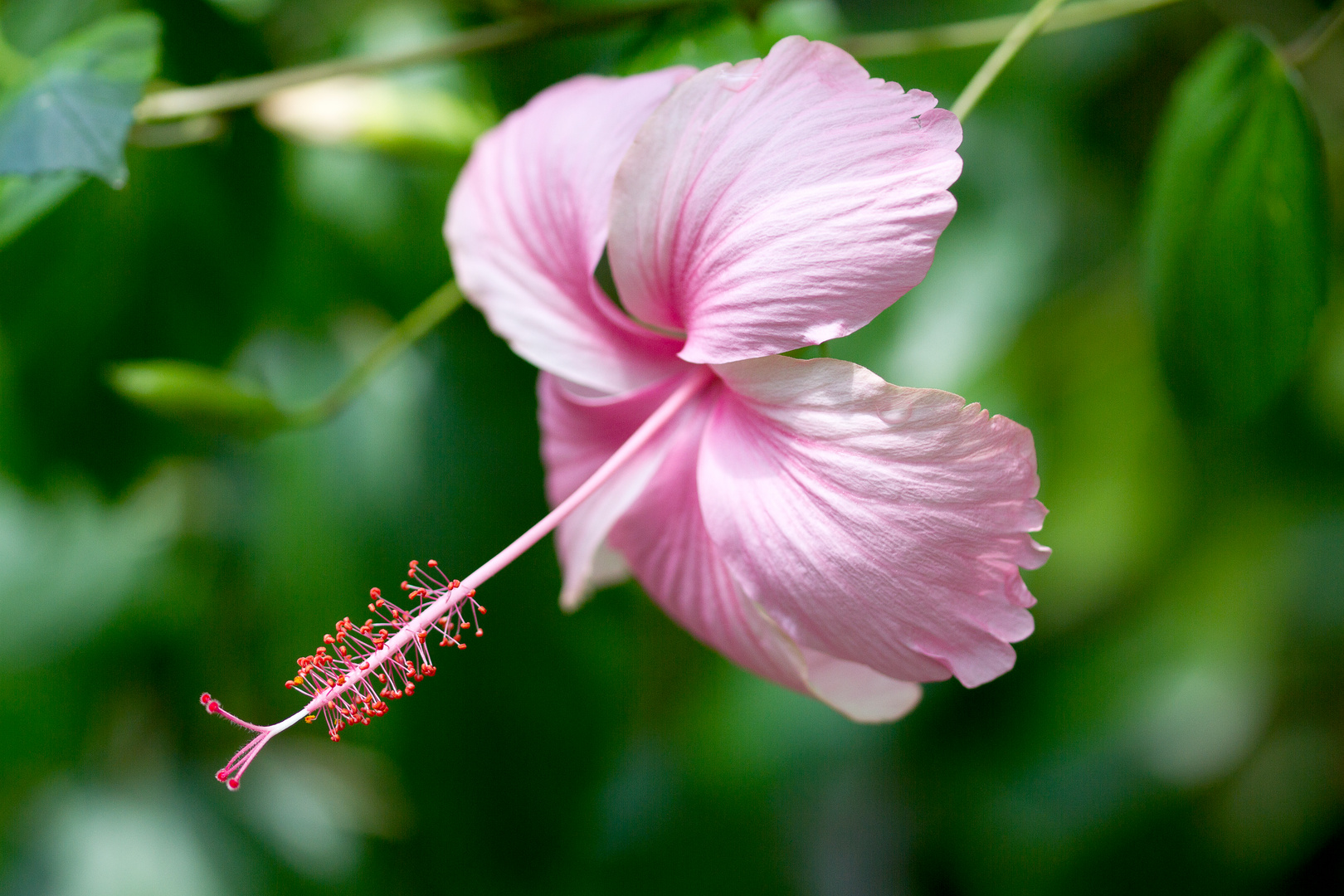 Hibiskus