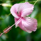 Hibiskus