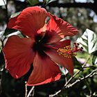 Hibiskus