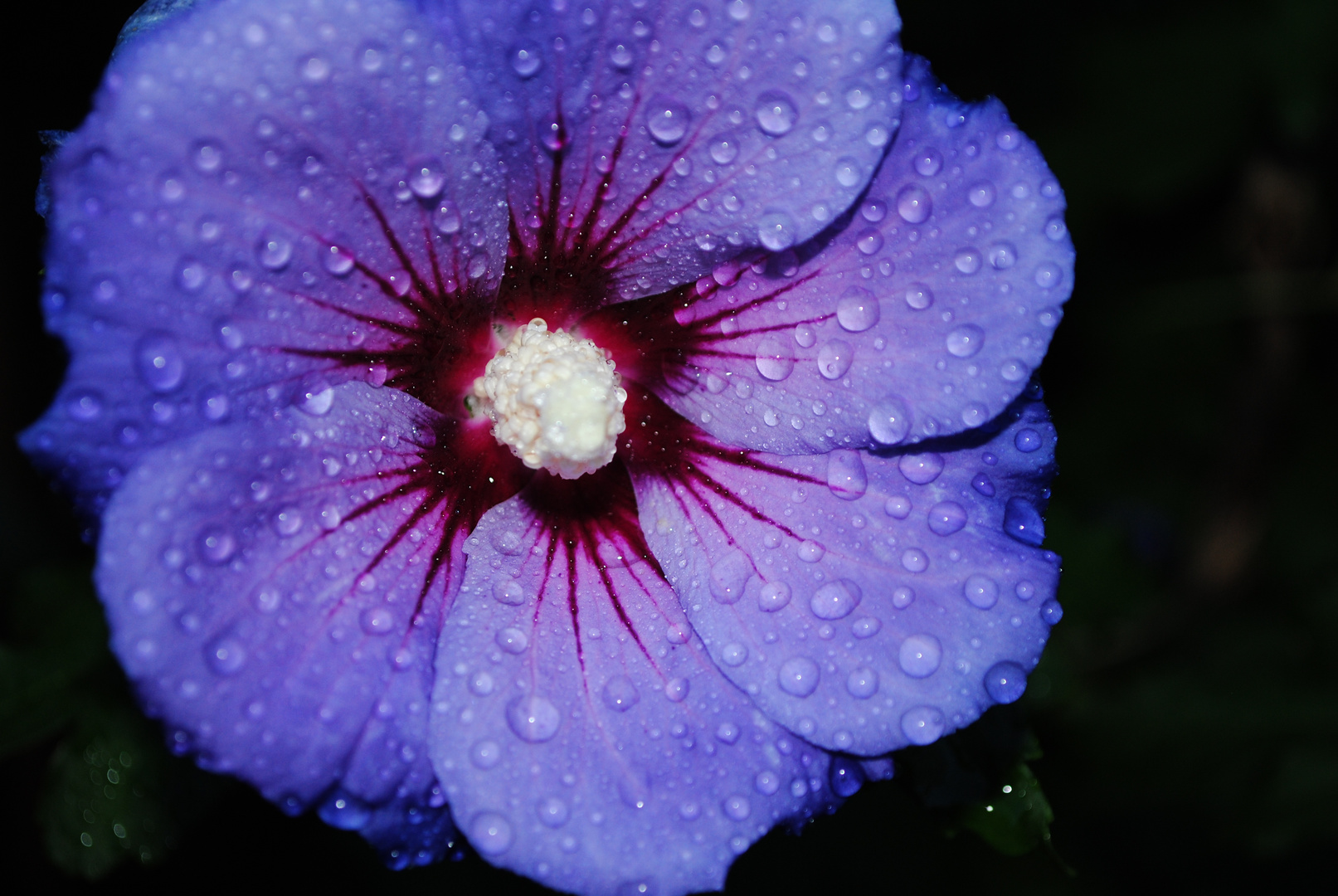 Hibiskus