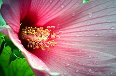 Hibiskus