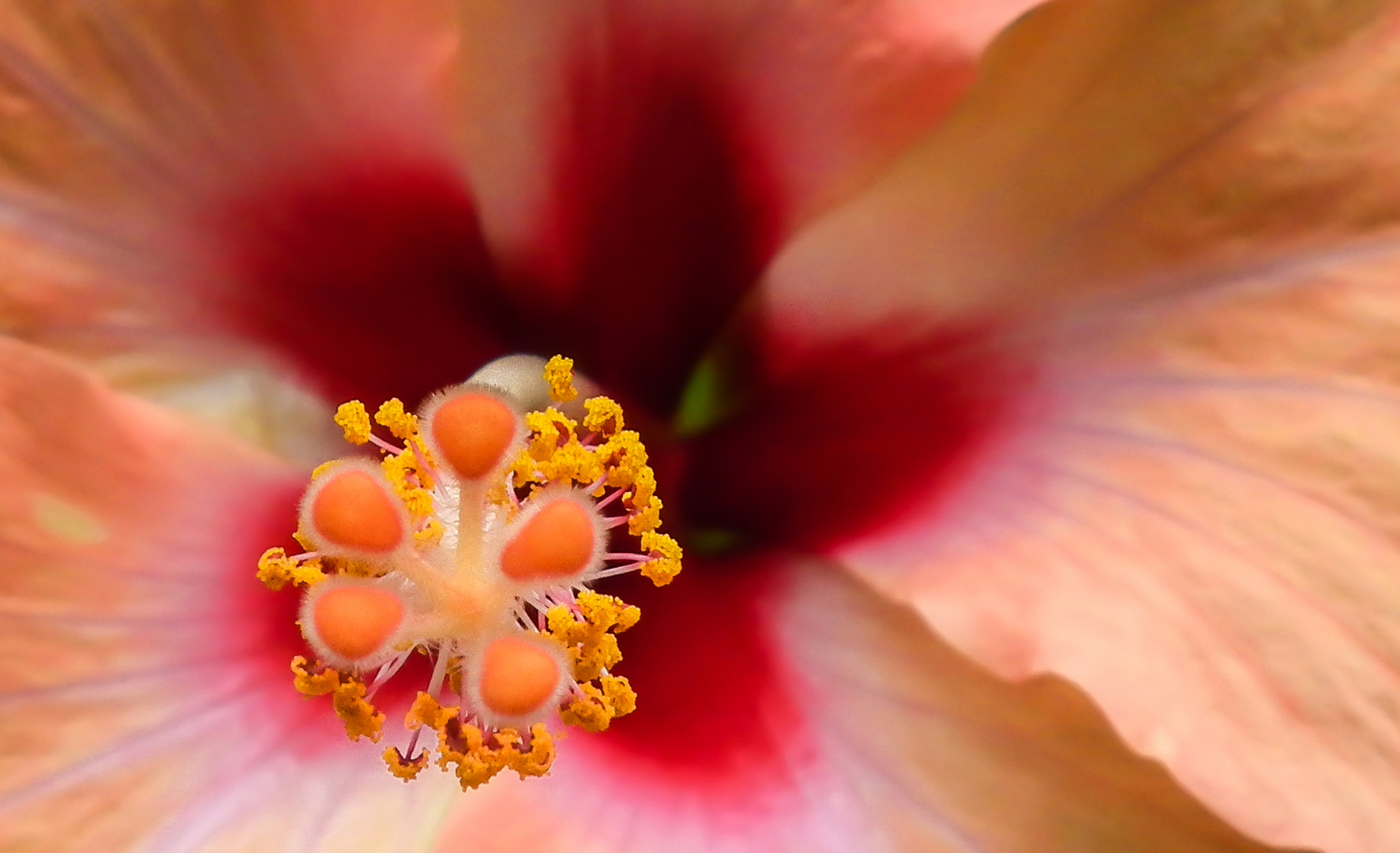 Hibiskus