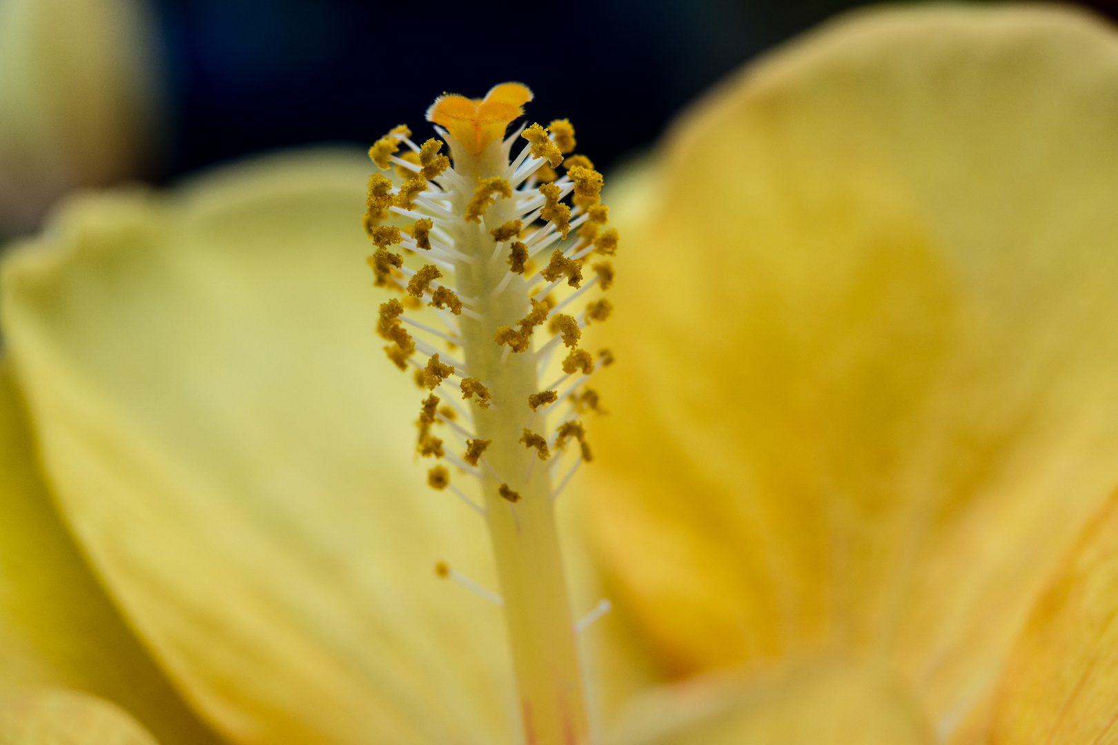 Hibiskus