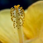 Hibiskus